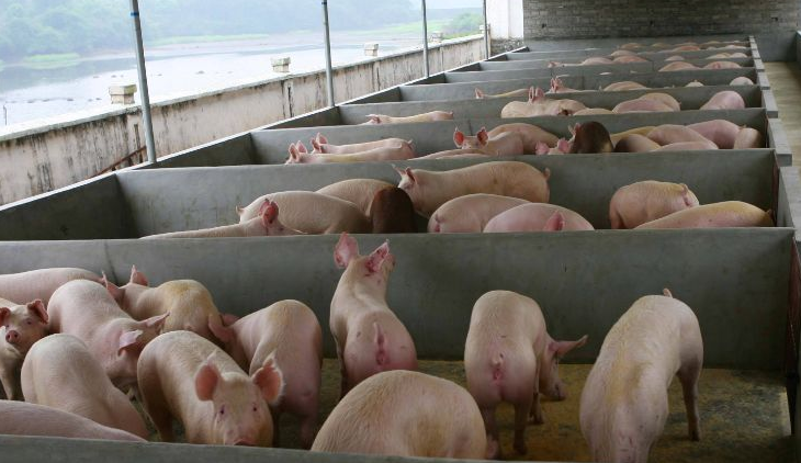 養(yǎng)豬場(chǎng)污水怎么處理比較好？-樂(lè)中環(huán)保