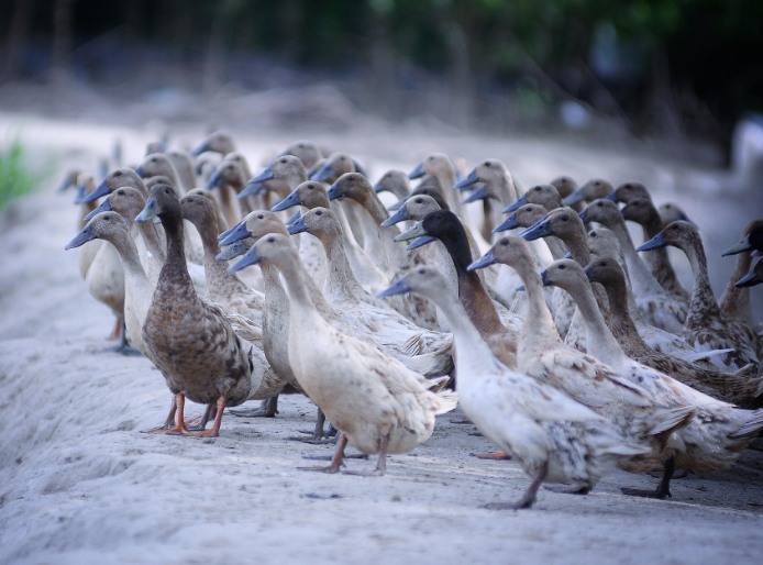 農村養(yǎng)殖戶如何低成本有效處理污水，這兩種做法你應該知道!