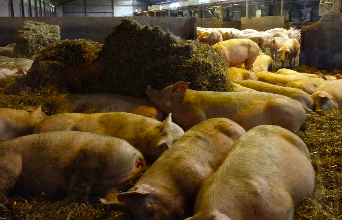 養(yǎng)豬場污水處理方法有哪些？選對工藝成本低效果好！