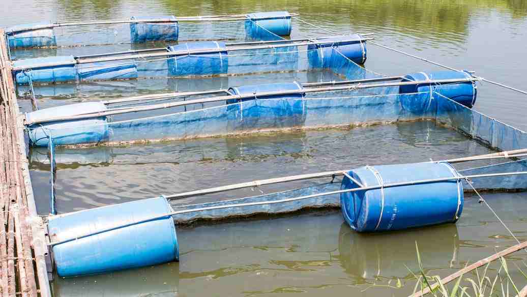 網(wǎng)箱養(yǎng)魚設(shè)備及價格是多少(標(biāo)準(zhǔn)網(wǎng)箱養(yǎng)魚設(shè)備有哪些) 網(wǎng)箱養(yǎng)魚設(shè)備及價格是多少(標(biāo)準(zhǔn)網(wǎng)箱養(yǎng)魚設(shè)備有哪些)